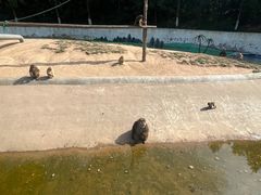 -西霞口神雕山野生动物世界