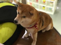 -more than meow吴止猫主题餐厅(承德 中船汇店)