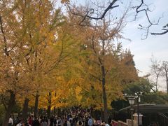-八大关景区