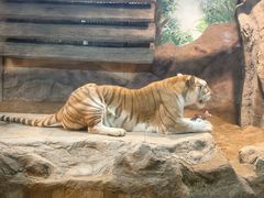 -清迈夜间动物园