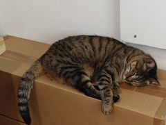 -猫的天空之城概念书店(杭州南宋御街店)