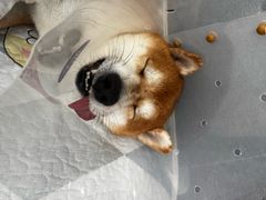 -瑞派·爱瑞可动物医院·口腔专科(广华新城分院)