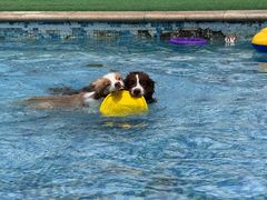 -汪说喵讲宠物乐园宠物酒店(红星美凯龙店)