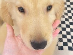 -柴犬小屋·柴餐厅·狗咖食堂(金鼎广场店)