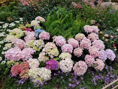 -深圳仙湖植物园