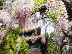 -北京国子监胡同