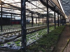 -Ohkajhu Organic Farm Sansai