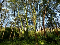 -上海共青森林公园