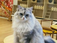 -Let's go狗咖·猫咖·奶狗·桌游(春熙路IFS店)