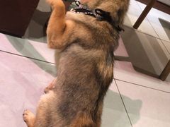 -柴务处·柴犬主题狗咖