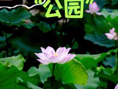 -上海醉白池公园