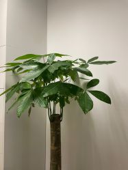 -丰联丽格医疗美容·联合丽格眼整形中心