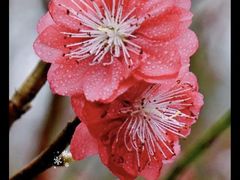 -桃花涧