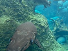 -珠海长隆海洋王国