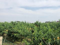 -南汇新场正宗水蜜桃采摘