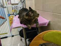 -北京观赏动物医院·24小时大型综合·猫专科·异宠专科