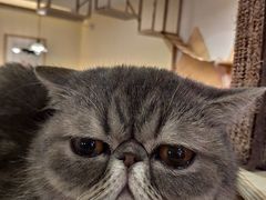 -滚猫咖啡·猫咖·猫友好撸猫(未来城店)