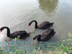 -鹅湖玫瑰文化园