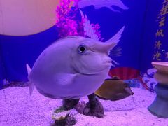 -烟台海昌鲸鲨海洋公园