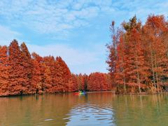 -上海海湾国家森林公园