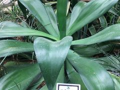 -郑州植物园