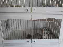 -东方名猫馆·英短金渐层布偶猫舍(环线广场1号楼店)