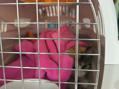 -全心全意连锁动物医院·微创中心·内科急重症·心脏专科(丰管路店)