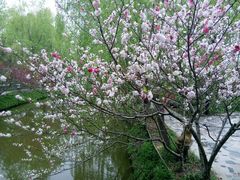 android_upload_pic-南汇桃花村