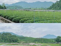 -龙坞茶村