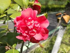 -合肥滨湖国家森林公园