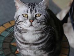 -喵店&猫咖
