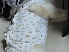 -创凡宠物医院·骨专科  猫科中心(西乡分院)