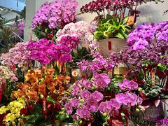 -溪岸路花鸟市场