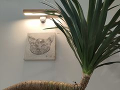 -猫里有甜