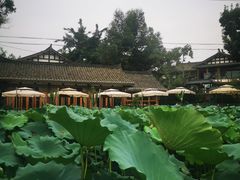 荷叶超美-莫催咖啡