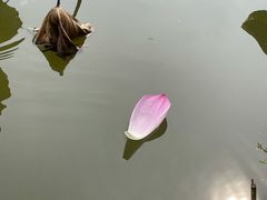 -合肥滨湖国家森林公园