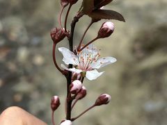 -贡湖湾湿地公园