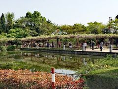 -嘉定紫藤园
