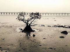 -宝安西湾红树林湿地公园