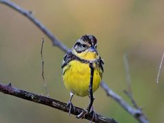 -广州白江湖森林公园