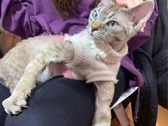 -李小姐の猫咖啡馆(五角场店)