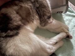 -四月宠物医院·猫专科·心脏专科·内科(转塘店)