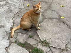 -Again Coffee Roaster(香蜜湖店)