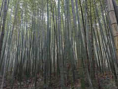-镇江市南山风景名胜区竹林景区