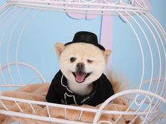 -超宠爱宠物摄影-Super pet