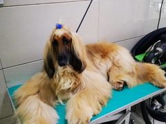 -北京观赏动物医院·24小时大型综合·猫专科·异宠专科