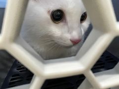 -四月宠物医院·猫专科·心脏专科·内科(转塘店)