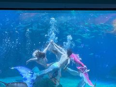 -海合安成都极地海洋公园