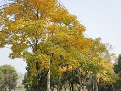 -贡湖湾湿地公园