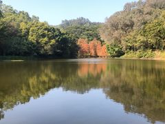 -番禺大夫山森林公园